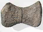 Phalange fossile de Sauropterygien du jurassique Boulonnais