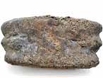 Phalange fossile d'Ichthyosaurien du jurassique Boulonnais