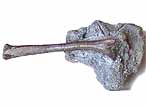 Ptrosaurien : Mtatarse COPYRIGHT P.TITREN