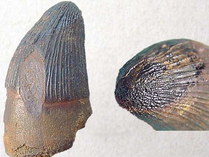 Dent de Goniopholis - fossile jurassique Boulonnais COPYRIGHT J.P. DUDZIAK