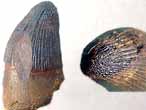 Goniopholis : dent fossile jurassique Boulonnais COPYRIGHT J.P. DUDZIAK