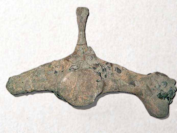 Vertbre Machimosaurus - fossile jurassique Boulonnais COPYRIGHT A.BOUVEUR