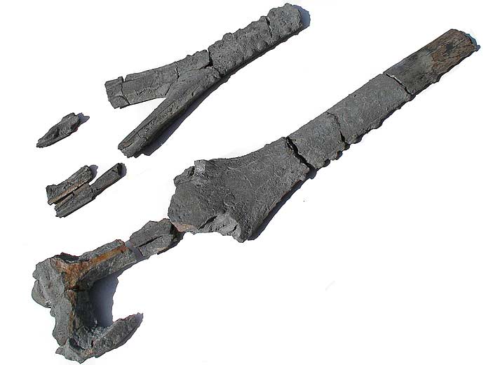 Mchoire crocodile Steneosaurus - fossile jurassique Boulonnais IMAGE SOUMISE A COPYRIGHT