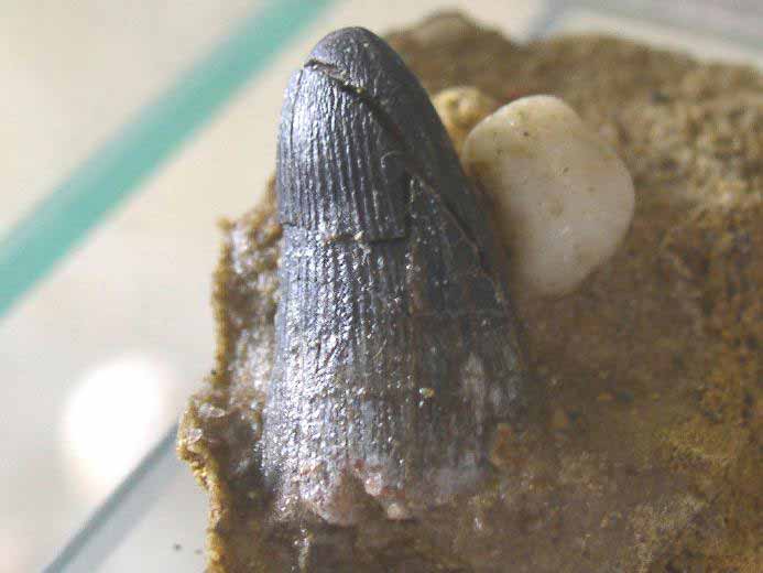 Synthese os de crocodiles fossiles du jurassique Boulonnais