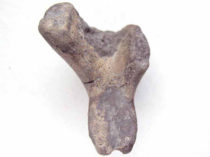 Synthese os de crocodiles fossiles du jurassique Boulonnais