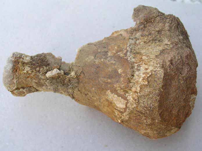 Synthese os de crocodiles fossiles du jurassique Boulonnais