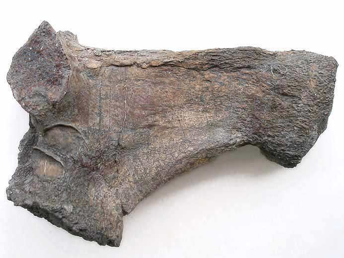 Coracoide de crocodile fossile jurassique Boulonnais