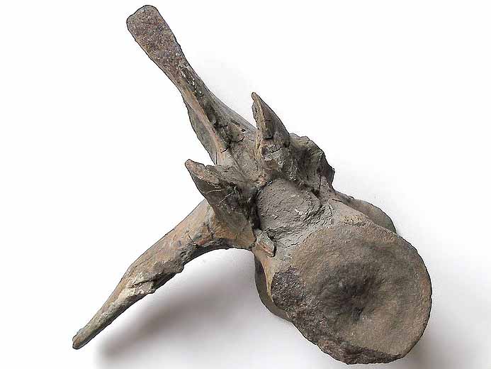 Synthese os de crocodiles fossiles du jurassique Boulonnais