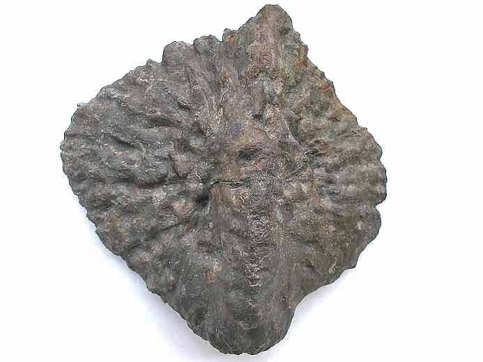 Synthese os de crocodiles fossiles du jurassique Boulonnais