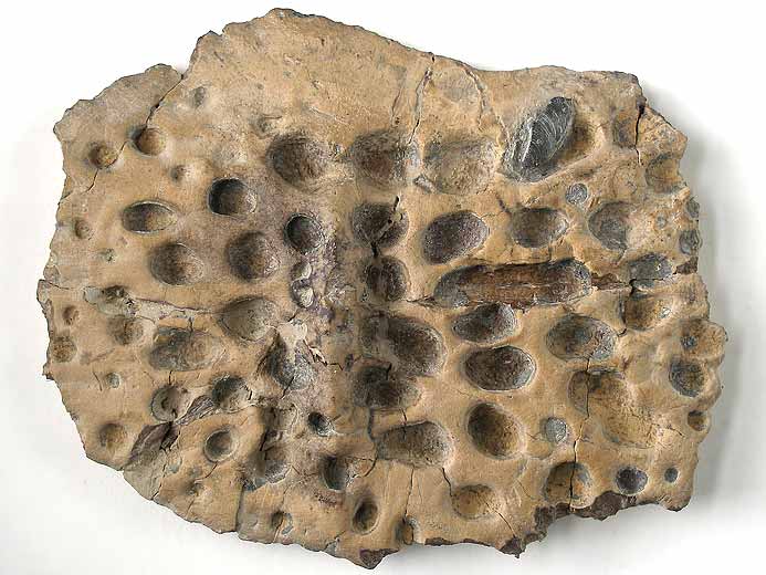 Synthese os de crocodiles fossiles du jurassique Boulonnais