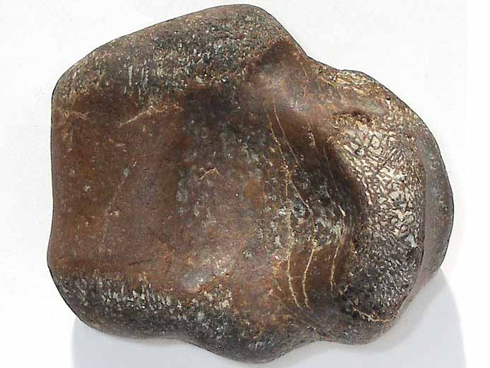 Vertbre fossile de Dakosaurus maximus jurassique Boulonnais