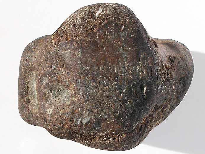 Vertbre fossile de Dakosaurus maximus jurassique Boulonnais