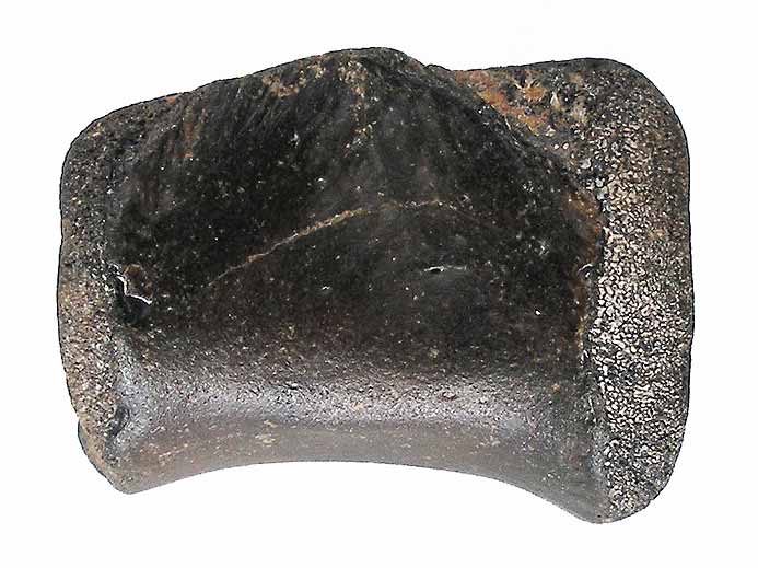 Vertbre de Crocodile fossile indtermin du jurassique Boulonnais
