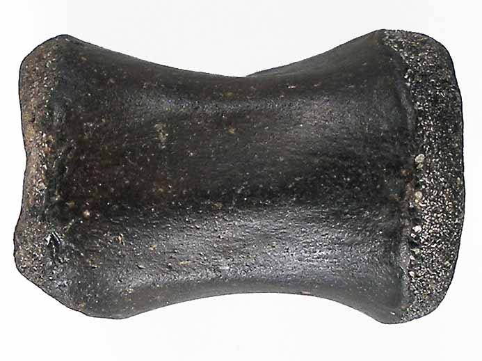 Vertbre de Crocodile fossile indtermin du jurassique Boulonnais