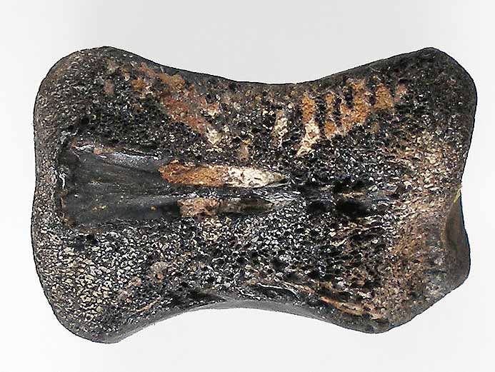 Vertbre de Crocodile fossile indtermin du jurassique Boulonnais