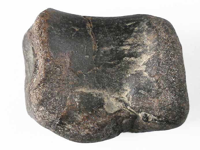 Vertbre de Crocodile fossile indtermin du jurassique Boulonnais