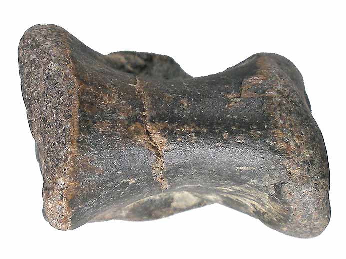 Vertbre de Crocodile fossile indtermin du jurassique Boulonnais