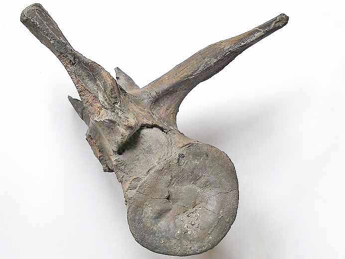 Vertbre crocodile fossile Steneosaurus ou Metriorhynchus jurassique Boulonnais