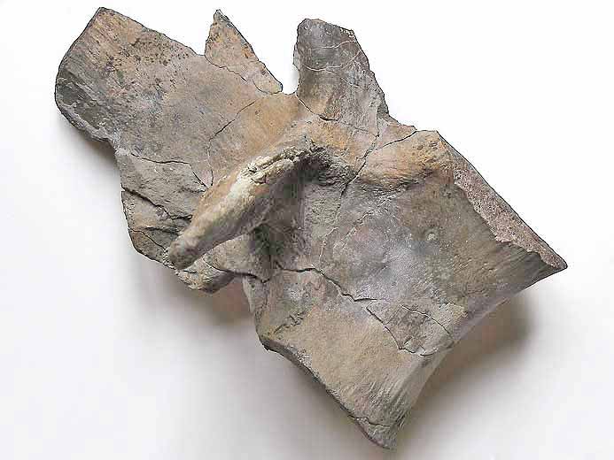 Vertbre crocodile fossile Steneosaurus ou Metriorhynchus jurassique Boulonnais