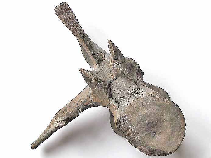 Vertbre crocodile fossile Steneosaurus ou Metriorhynchus jurassique Boulonnais