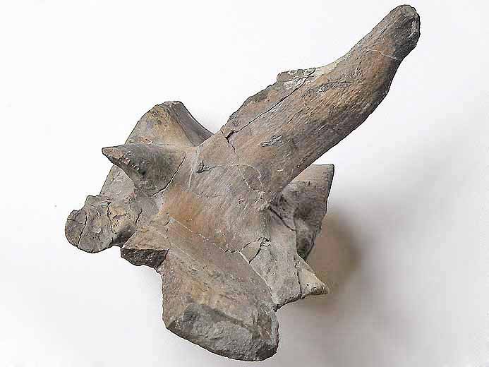 Vertbre crocodile fossile Steneosaurus ou Metriorhynchus jurassique Boulonnais