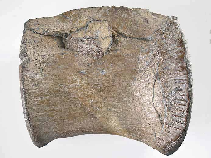 Vertbre de Crocodile fossile indtermin du jurassique Boulonnais