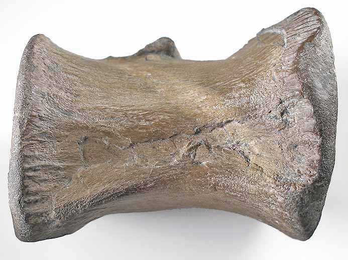 Vertbre de Crocodile fossile indtermin du jurassique Boulonnais