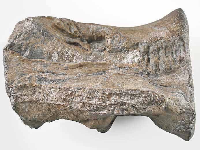 Vertbre de Crocodile fossile indtermin du jurassique Boulonnais