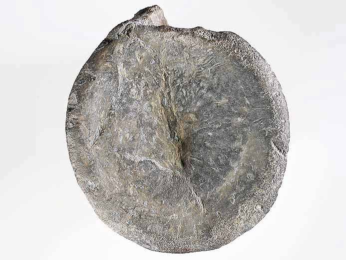 Vertbre de Crocodile fossile indtermin du jurassique Boulonnais