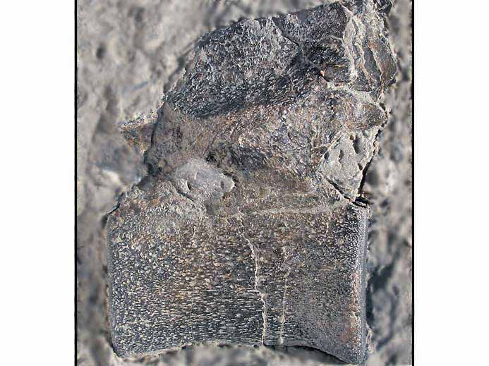 Crocodile : vertbre mordue par un Dakosaurus fossile du jurassique Boulonnais