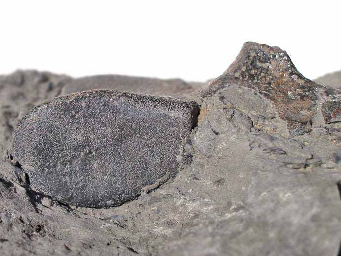 Crocodile : vertbre mordue par un Dakosaurus fossile du jurassique Boulonnais