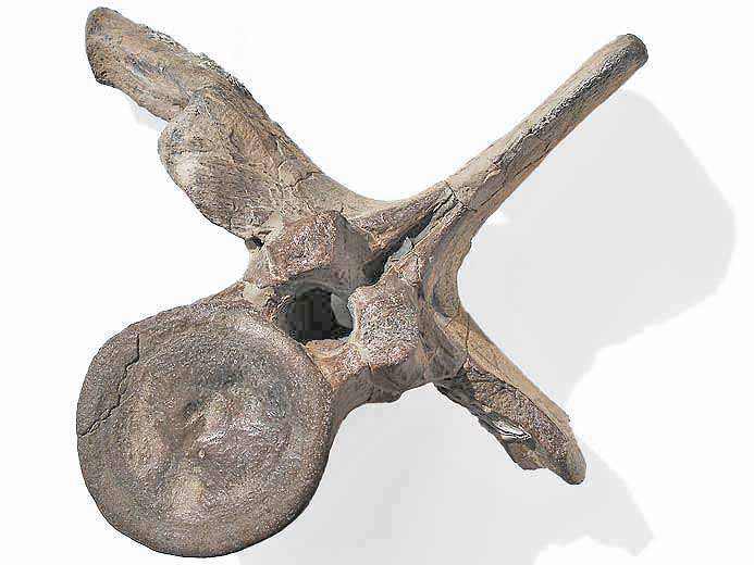 Vertbre dorsale crocodile fossile Steneosaurus jurassique Boulonnais