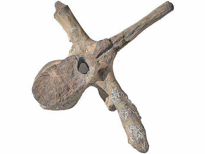 Vertbre dorsale crocodile fossile Steneosaurus jurassique Boulonnais