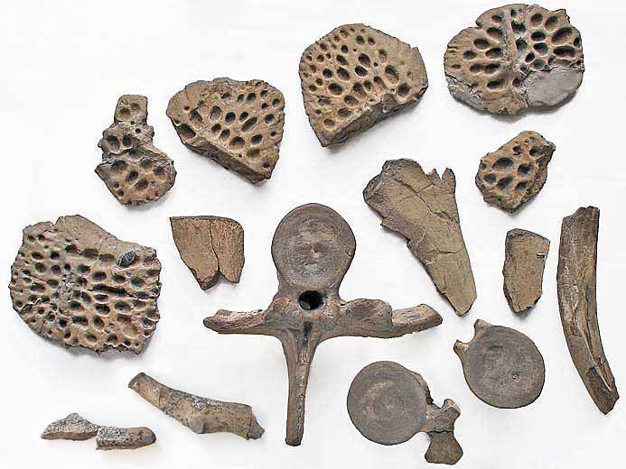Steneosaurus : ensemble d'os : vertbres, ctes et ostodermes crocodile fossile jurassique Boulonnais