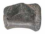 Vertbre de Crocodile fossile indtermin du jurassique Boulonnais