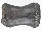 Vertbre de Crocodile fossile indtermin du jurassique Boulonnais