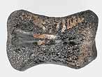 Vertbre de Crocodile fossile indtermin du jurassique Boulonnais