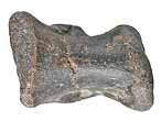 Vertbre de Crocodile fossile indtermin du jurassique Boulonnais