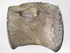 Vertbre fossile de Crocodile fossile du jurassique Boulonnais