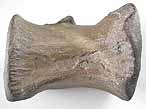 Vertbre fossile de Crocodile fossile du jurassique Boulonnais