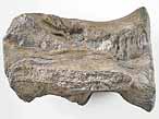 Vertbre fossile de Crocodile fossile du jurassique Boulonnais