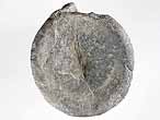 Vertbre fossile de Crocodile fossile du jurassique Boulonnais