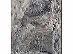 Vertbre de Crocodile mordue par un Dakosaurus - fossile du jurassique Boulonnais