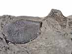 Vertbre de Crocodile mordue par un Dakosaurus - fossile du jurassique Boulonnais