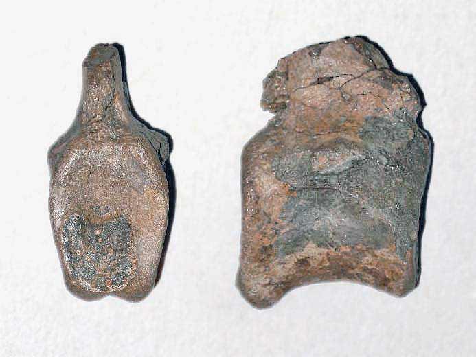 Vertbre fossile dinosaure jurassique Boulonnais COPYRIGHT A.BOUVEUR