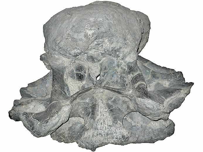 Vertbre fossile dinosaure Sauropode jurassique Boulonnais COPYRIGHT