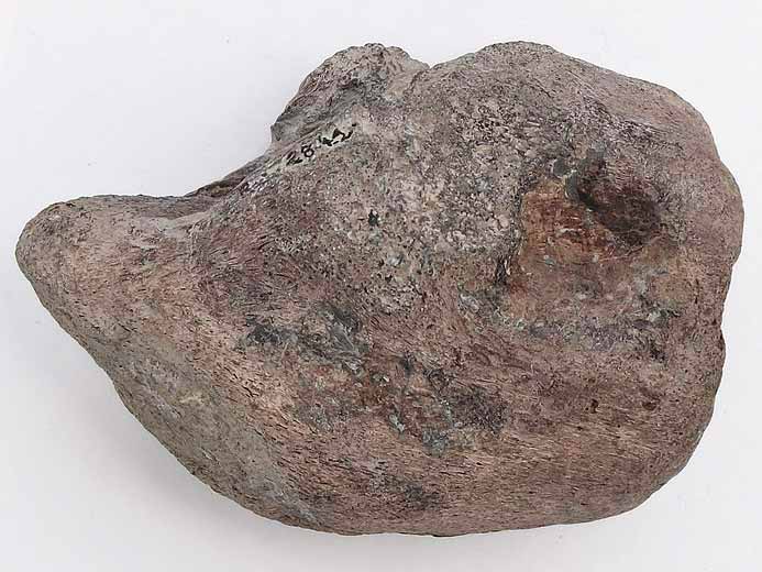 Vertbre fossile dinosaure jurassique Boulonnais