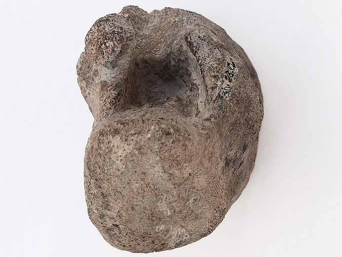 Vertbre fossile dinosaure jurassique Boulonnais