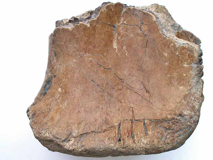 Vertbre fossile dinosaure jurassique Boulonnais