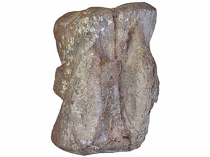 Vertbre fossile dinosaure Megalosaurus(?) jurassique Boulonnais COPYRIGHT P.TITREN